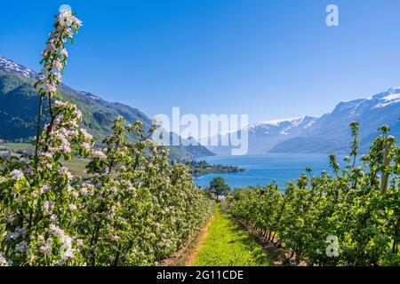 Hardanger am Hardangerfjord ist berühmt für seine herrliche Aussicht, wenn die Apfelbäume im Mai in voller Blüte stehen. Stockfoto