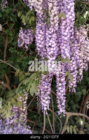 Nahaufnahme blühende Glyzinien Flieder Blumen auf unbelassenen natürlichen Blättern und blauem Himmel Hintergrund. Flacher Freiheitsgrad Selektiver Fokus. Speicherplatz kopieren. Stockfoto