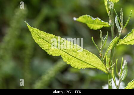 Nahaufnahme des Sonnenlichts, das durch ein junges Blatt von breitblättrigen Dock/Rumex obtusifolius kommt, das die Blattstruktur und die Blattadern zeigt. Ehemalige Heilpflanze. Stockfoto