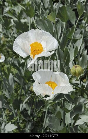 Mohnblumen in Blüte, Blumen und Knospen Stockfoto