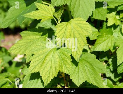 Saftig grüne Blätter auf einem schwarzen Johannisbeerbusch Stockfoto