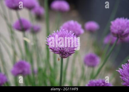 Allium Blumen Stockfoto