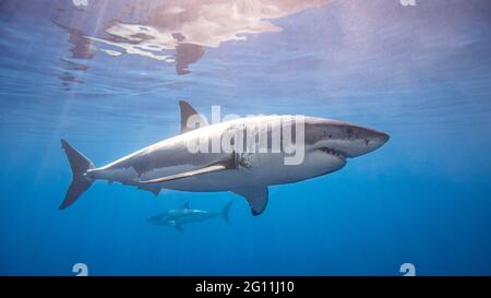 Mexiko, Guadalupe Island, große weiße Haie unter Wasser Stockfoto