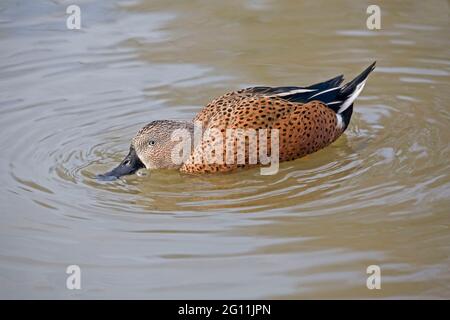 Ein männlicher Rotschwalber, Anas platalea, auf dem Wasser auf Nahrungssuche Stockfoto