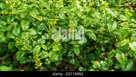 Nahaufnahme des Gelben Erzengels (Lamium galeobdolon) Stockfoto