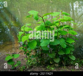 Nahaufnahme der asiatischen Knokenkraut (Fallopia japonica) Stockfoto