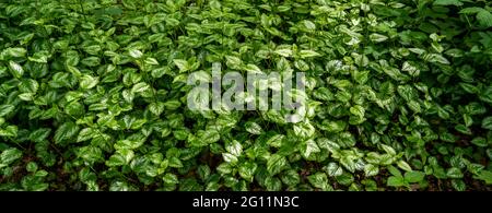 Nahaufnahme des Gelben Erzengels (Lamium galeobdolon) Stockfoto