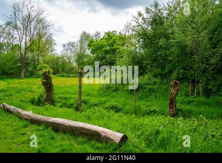 Blick in den Park mit pollard Weiden und Wiese mit Butterblumen (Ranunculus) Stockfoto