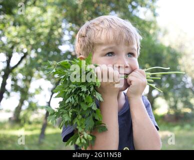 Porträt eines Jungen, der frische grüne Petersilie beißt, gesammelt im Garten. Gesunde Vitamin Bio-Gemüse, Landwirtschaftliche Produkte. Kleiner Helfer Stockfoto