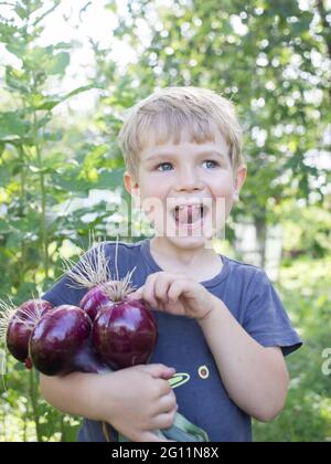 Fröhlicher Kleinkind Junge hält eine frisch gepflückte rosa Schleife. Bio-Gemüse. Landwirtschaftliche Produkte. Kleiner Helfer Stockfoto