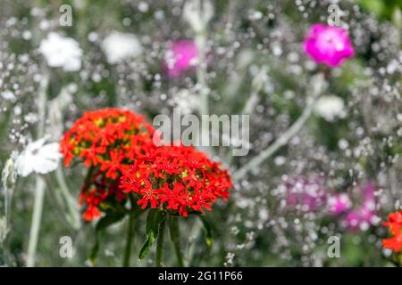 Lychnis chalcedonica Blume Rotes Malteserkreuz Stockfoto