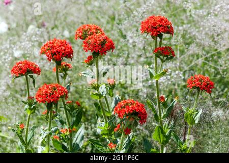 Malteserkreuz blüht Rote Lychnis chalcedonica im Blumenbeet Stockfoto