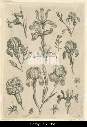 Iris; Florilegium. Blatt mit Iris, von verschiedenen Seiten gesehen. Die Irismitte wurde von Nicolaes de Bruyn teilweise auf ein Blatt aus einer Serie mit Blumen und Tieren kopiert (RPK Kat. orn XVI, Nr. L 41.12, S. Blatt 18 von 21 nummerierten Blättern mit Titelblatt aus einer Serie von 24. Stockfoto