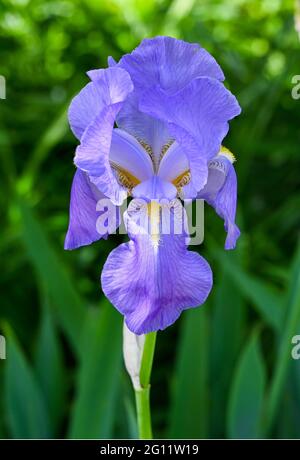 Iris germanica, eine alte, kräftige, blühende Pflanze. Botanischer Garten, Frankfurt, Deutschland, Europa Stockfoto