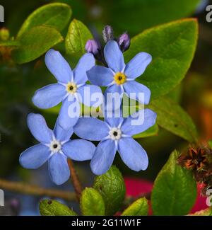 Die Blumen des Wassers vergessen-mich-nicht im Frühling. Botanischer Garten, Frankfurt, Deutschland, Europa Stockfoto