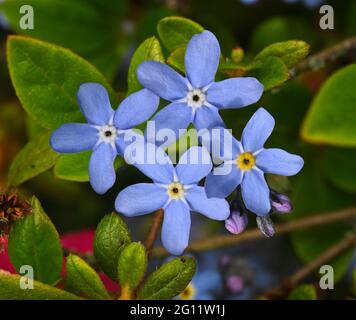 Die Blumen des Wassers vergessen-mich-nicht im Frühling. Botanischer Garten, Frankfurt, Deutschland, Europa Stockfoto