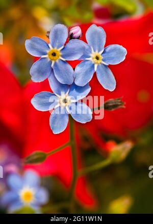 Die Blumen des Wassers vergessen-mich-nicht im Frühling. Botanischer Garten, Frankfurt, Deutschland, Europa Stockfoto