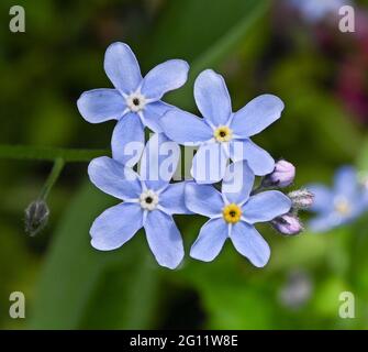 Die Blumen des Wassers vergessen-mich-nicht im Frühling. Botanischer Garten, Frankfurt, Deutschland, Europa Stockfoto