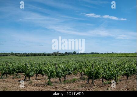In einem Weinberg im Süden Frankreichs wachsen neue Blätter an Weinreben Stockfoto