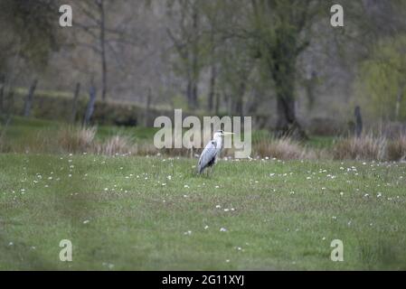 Graureiher (Ardea cinerea) steht auf Ackerland Gras umgeben von Gänseblümchen im rechten Profil Blick in die Ferne in Wales im Mai Stockfoto