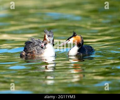 Ein weiblicher Großmuscheltaucher (Podiceps crostatas), der ein Küken auf dem Rücken trägt und vom männlichen Grebe, Linlithgow loch, Schottland, Großbritannien, gefüttert wird. Stockfoto