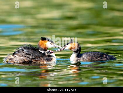 Ein weiblicher Großmuscheltaucher (Podiceps crostatas), der ein Küken auf dem Rücken trägt und vom männlichen Grebe, Linlithgow loch, Schottland, Großbritannien, gefüttert wird. Stockfoto