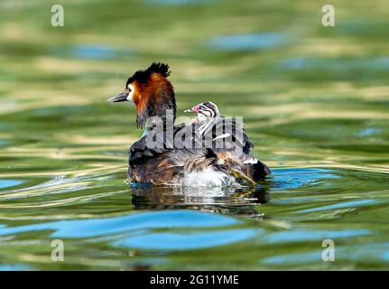 Great Crested Grebe (Podiceps cristatus) trägt ein Küken auf dem Rücken, Linlithgow loch, Schottland, Großbritannien. Stockfoto