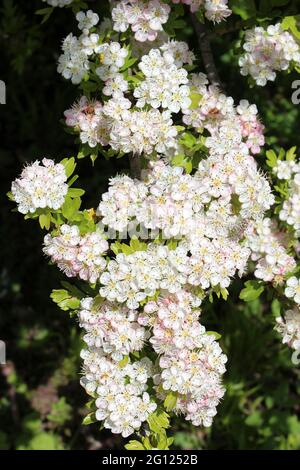 Gemeinsamen Weißdorn Blumen Crataegus monogyna Stockfoto