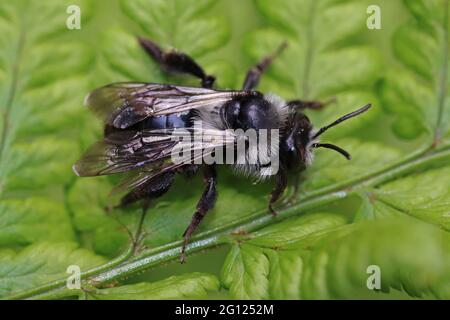 Ashy Mining Bee alias Grey Mining Bee - Andrena cineraria - männlich Stockfoto