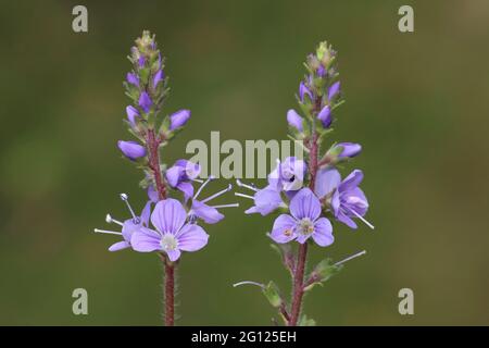 Heide-Ehrenpreis-Veronica officinalis Stockfoto