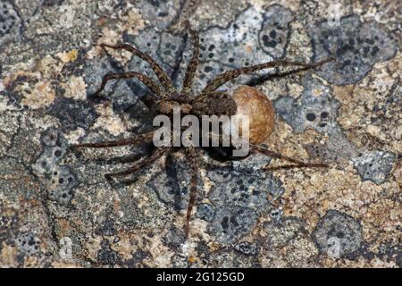 Wolf Spider Pardosa sp. Weibliche Eiertasche Stockfoto