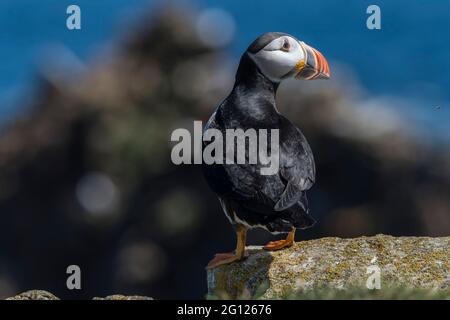 Nahaufnahme des Atlantischen Papageitauchtauchschnaubtauchens auf der Elliston-Brutstätte, Neufundland, Kanada Stockfoto