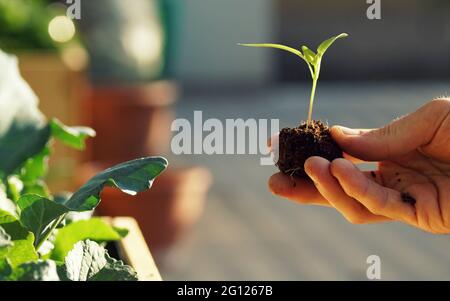 Pflanzen von Gemüse wie Kohlrabi und Radieschen in einem Hochbett auf einem Balkon Stockfoto