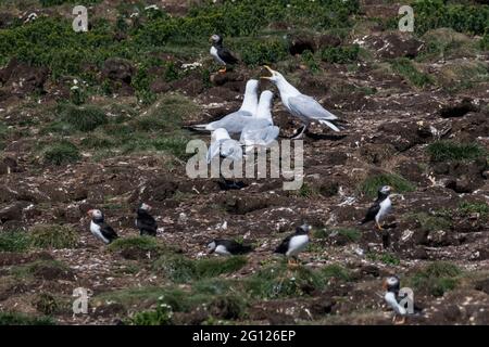 Hering-Möwe-Raubtier in Papageienbrütkolong in Elliston, Neufundland, Kanada Stockfoto