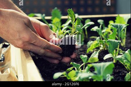 Pflanzen von Gemüse wie Kohlrabi und Radieschen in einem Hochbett auf einem Balkon Stockfoto