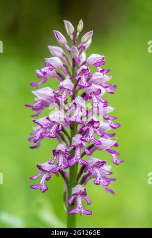 Militärische Orchidee (Orchis militaris) seltene Wildblume im Juni bei Homefield Wood SSSI, Buckinghamshire, England, Großbritannien Stockfoto