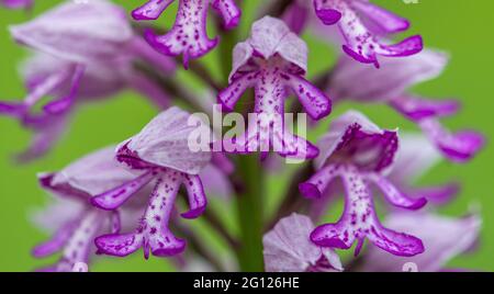 Militärische Orchidee (Orchis militaris) seltene Wildblume im Juni bei Homefield Wood SSSI, Buckinghamshire, England, Großbritannien Stockfoto