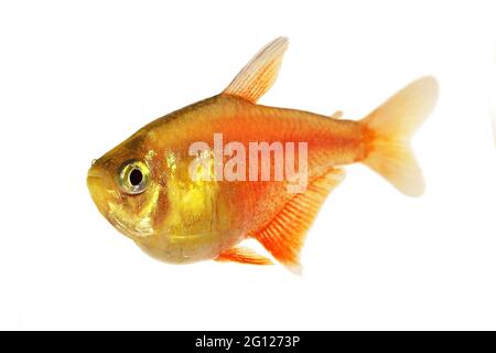 Schwarm von Orange Red Flame Tetra Hyphessobrycon flammeus Rio tetra tropischer Aquarienfische Stockfoto