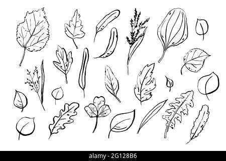 Lässt Skizzen gesetzt. Handgezeichnete Kräuter isoliert auf weißem Hintergrund. Sammlung von Kritzelpflanzen. Natur, Gartenarbeit, Wald, Sommer, Herbstschilder. Stock Vektor