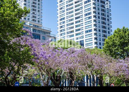 Argentinien Buenos Aires Plaza San Martin Park Grünfläche Jacaranda mimosifolia subtropischer Baum blau lila Blumen blühende Hochhaus Wohnung buil Stockfoto