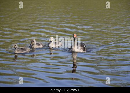 Graugänse (Anser anser) Eltern mit drei jungen Gänsen links Schwimmen auf einem See in einem Naturschutzgebiet in Staffordshire im Sommer Stockfoto