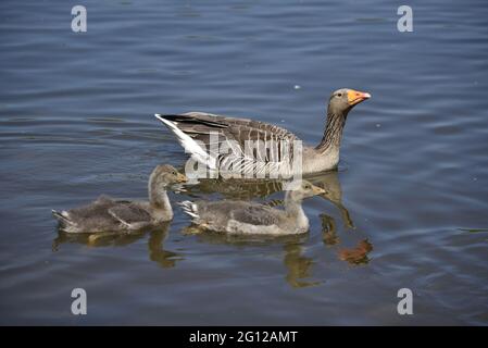 Nahaufnahme von Graugans (Anser anser) Erwachsener mit zwei Gänsen Schwimmen von links nach rechts mit Gänsen im Vorgarten an einem See im Frühling Stockfoto