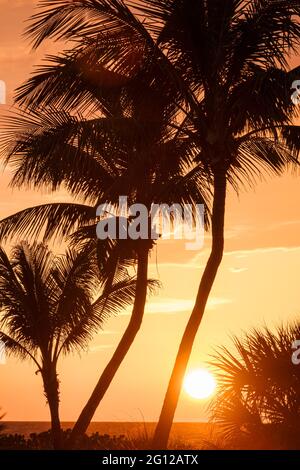 Florida Golf von Mexiko Golfküste Sanibel Island Barriere Insel Waterfront Ozean Kokospalmen Palmetto dramatische Sonnenuntergang Sonne orange gelb Himmel sil Stockfoto