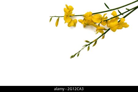 Gelbe Besenblumen isoliert auf weißem Hintergrund, mit Kopierraum, für Grußkarte und Etikett Stockfoto