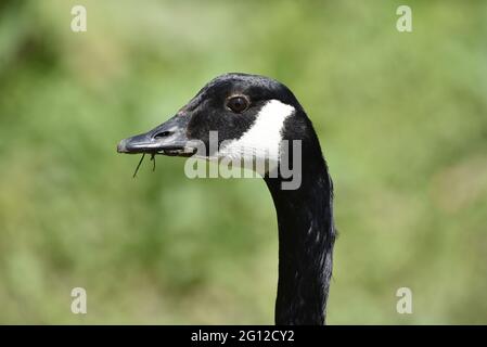 Links Profil Kopf und Hals Nahaufnahme Porträt einer kanadischen Gans (Branta canadensis) mit Gras, das von Bill an einem sonnigen Tag in Staffordshire gehängt wird Stockfoto