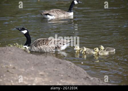 Erwachsene Kanadagans (Branta canadensis) Schwimmen in Richtung River Trent Bank mit vier Gänsen in Tow an einem sonnigen Tag im Frühjahr Stockfoto