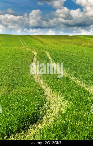 Getreidefeld mit Traktorspuren im wachsenden Erntegut. Der Traktor fährt im Sommer in einem grünen Getreidefeld mit blauem Himmel Stockfoto