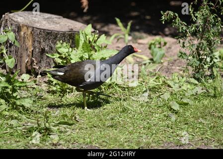 Nahaufnahme von Common Moorhen (Gallinula chloropus) im rechten Profil auf Gras in der Sonne stehend mit Bäumen im Hintergrund auf einem Naturschutzgebiet in Großbritannien Stockfoto