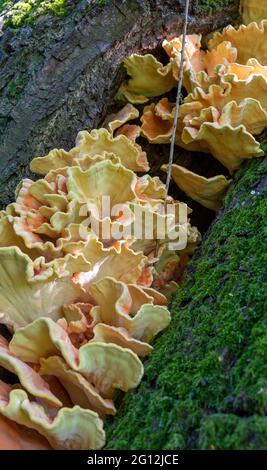 Huhn der Wälder Stockfoto