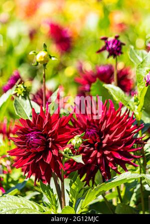 Lila und rote Dahlien Pflanzen in einem Garten Stockfoto